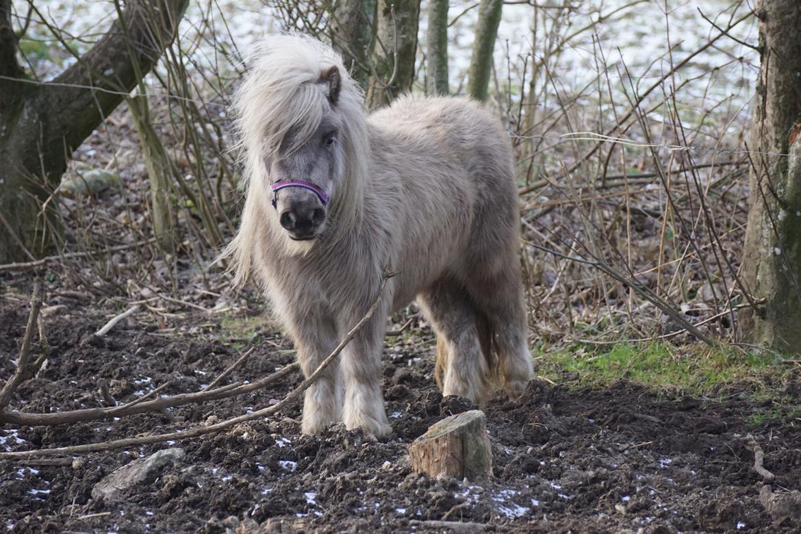 Shetlænder Pindstruphavens Silver Belle billede 19