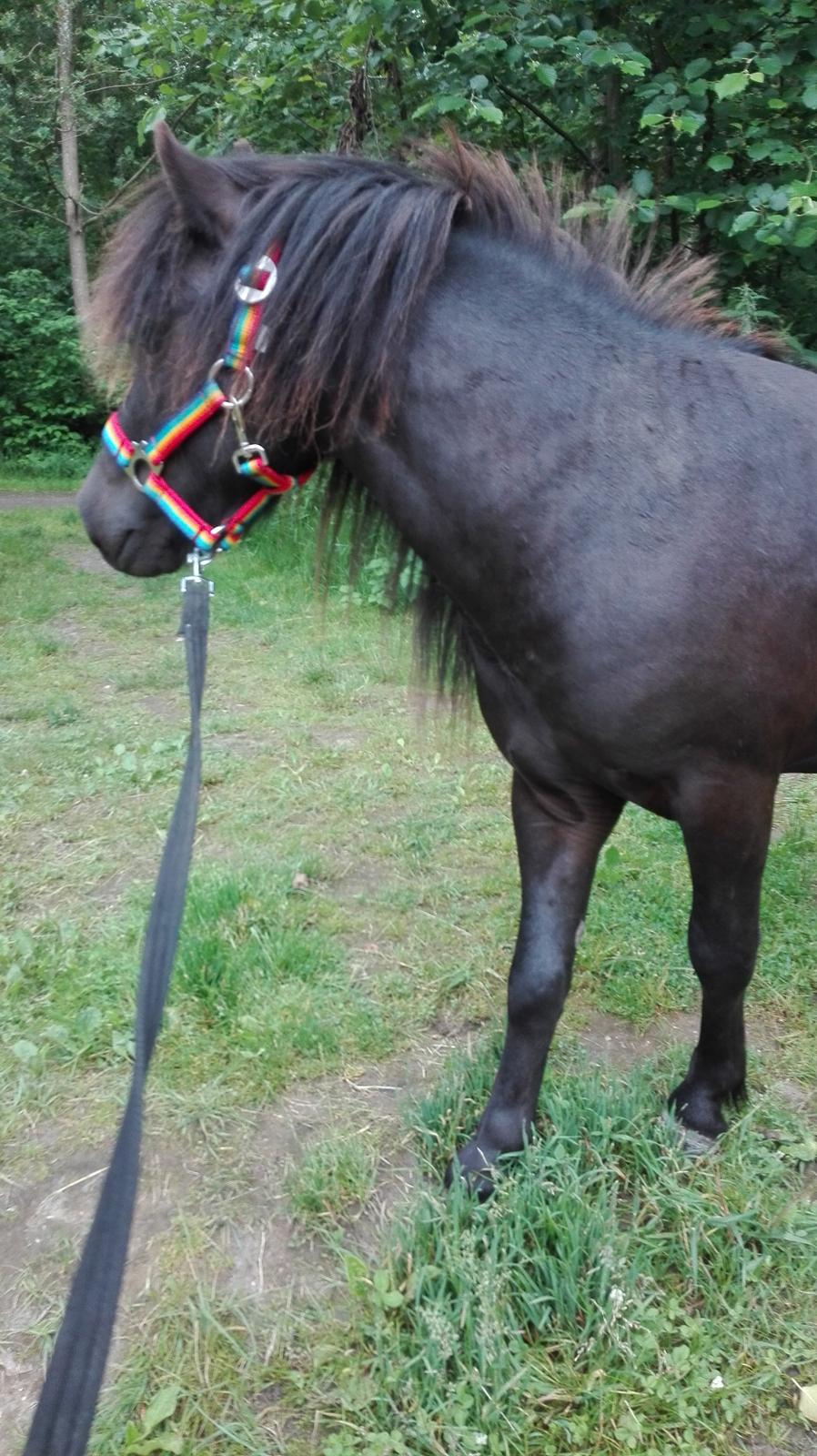 Anden særlig race Avalon billede 8