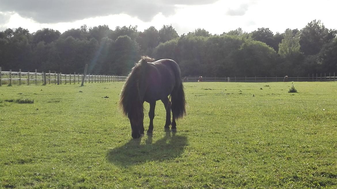 Anden særlig race Avalon billede 3