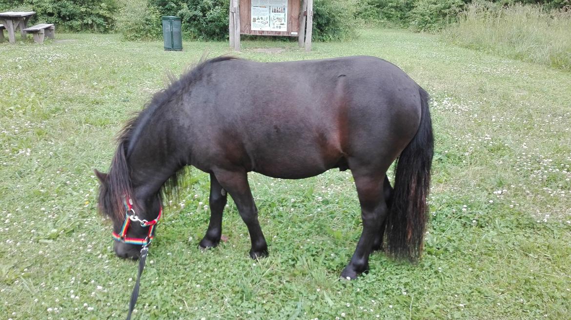 Anden særlig race Avalon billede 9