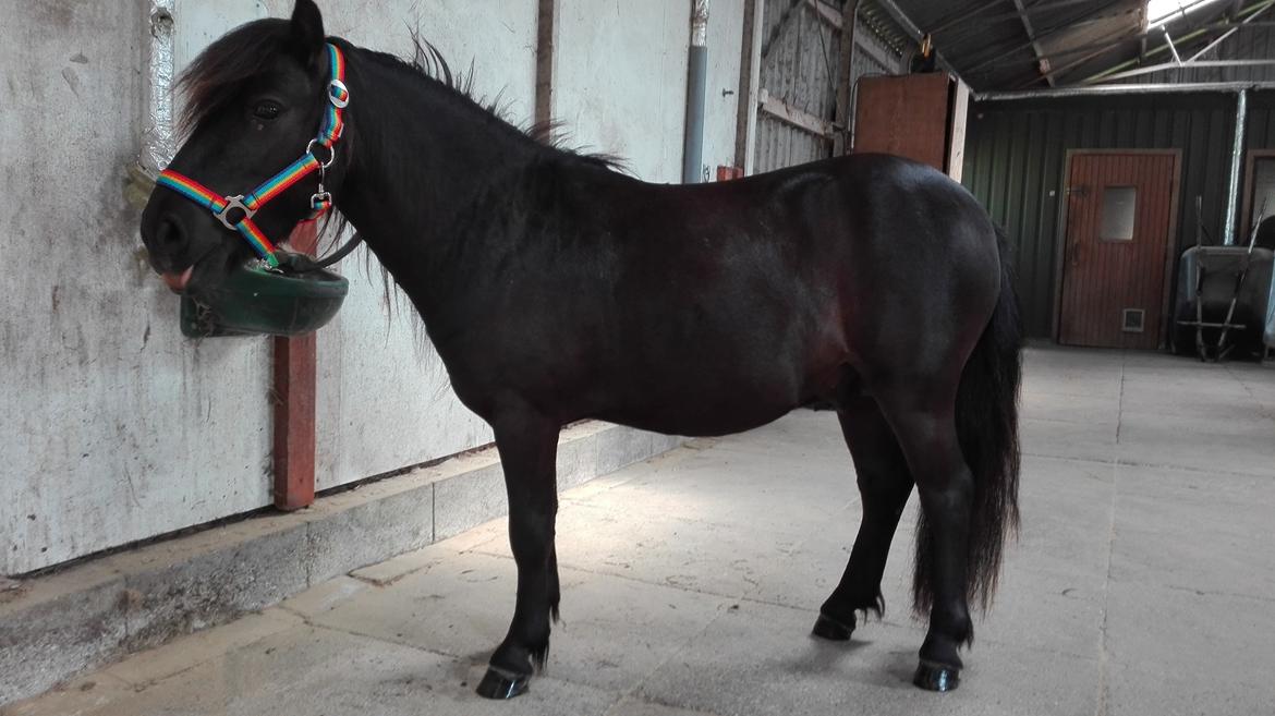 Anden særlig race Avalon billede 5