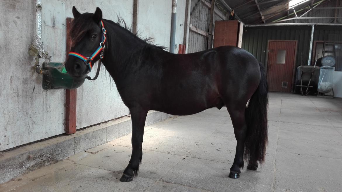 Anden særlig race Avalon billede 6