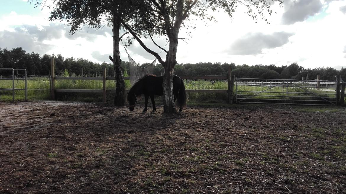 Anden særlig race Avalon billede 2