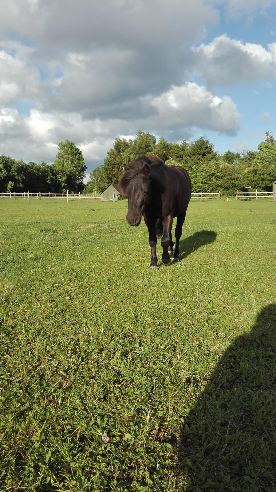 Anden særlig race Avalon billede 4