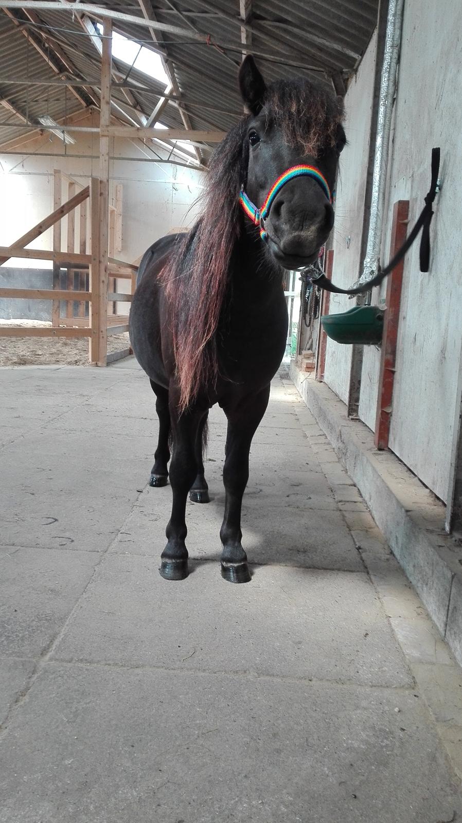 Anden særlig race Avalon billede 11