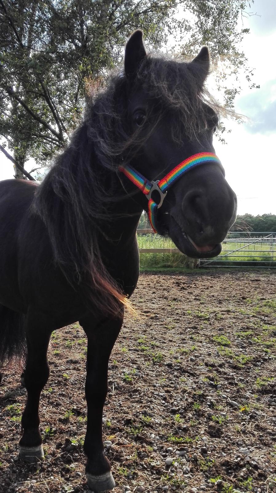 Anden særlig race Avalon billede 1