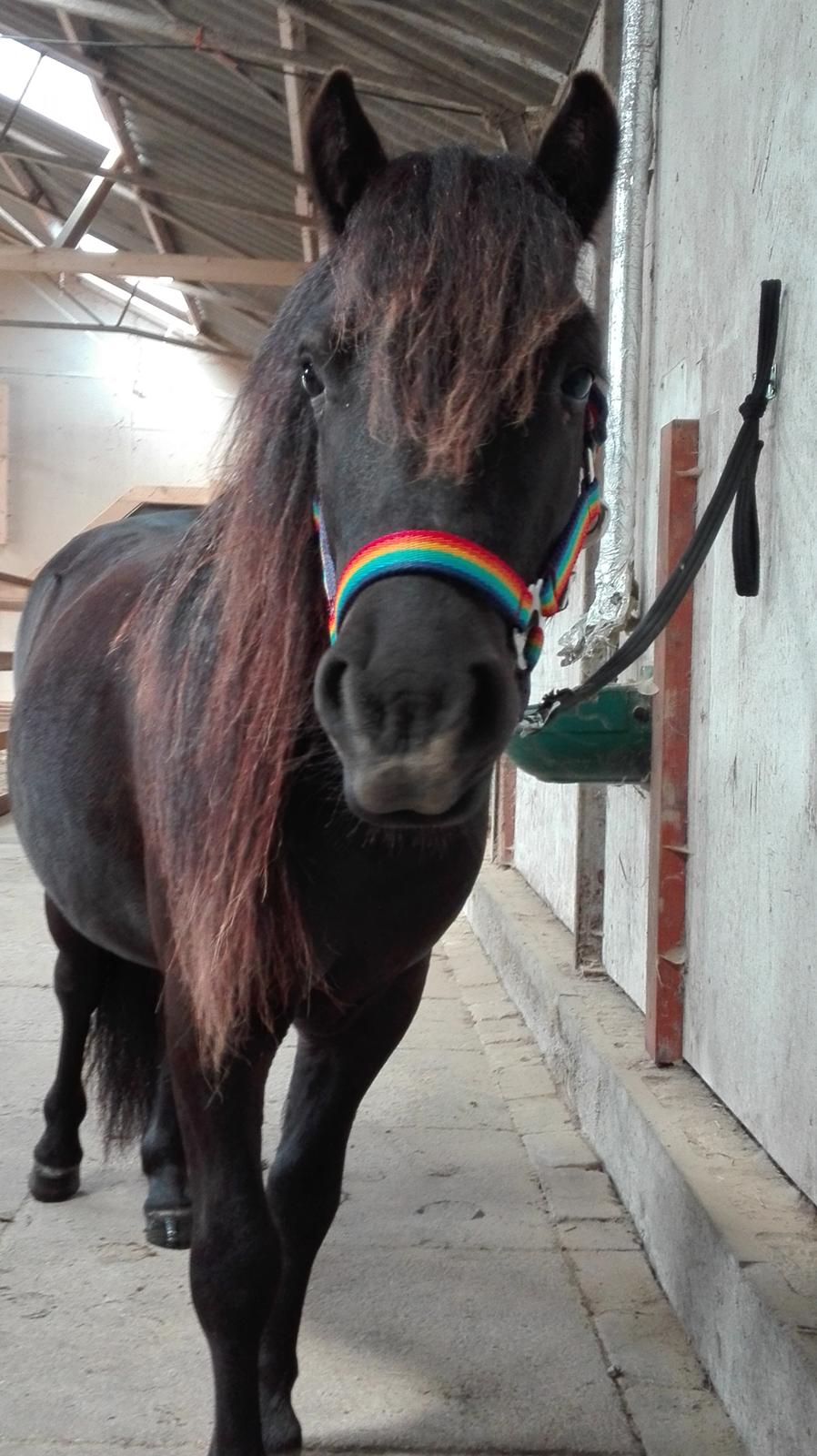 Anden særlig race Avalon billede 12