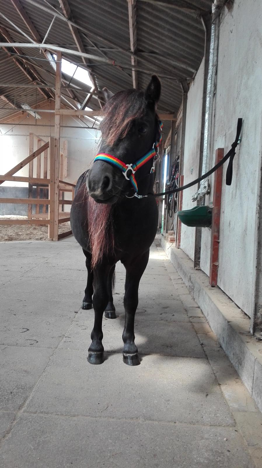 Anden særlig race Avalon billede 13