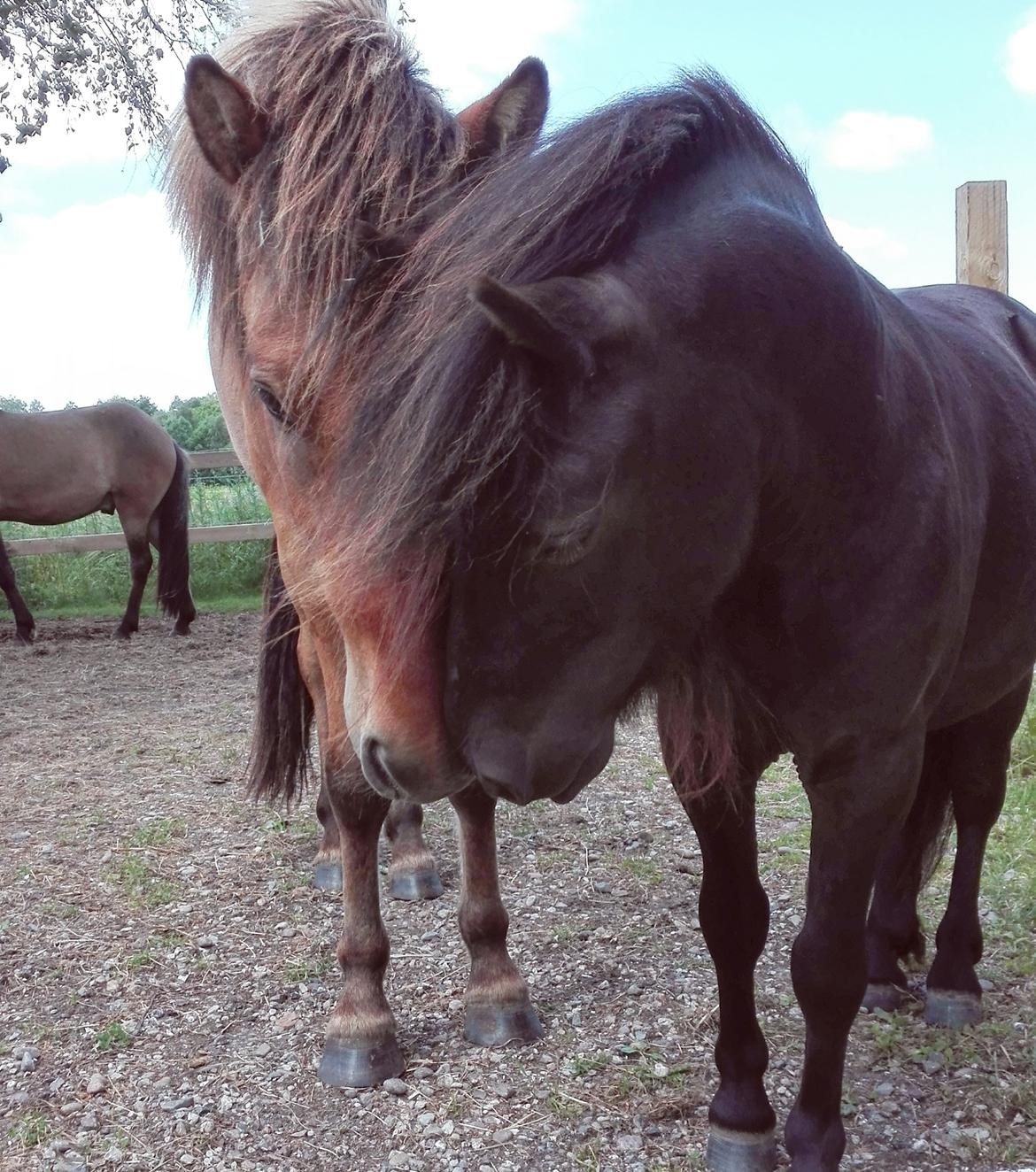 Anden særlig race Avalon billede 14