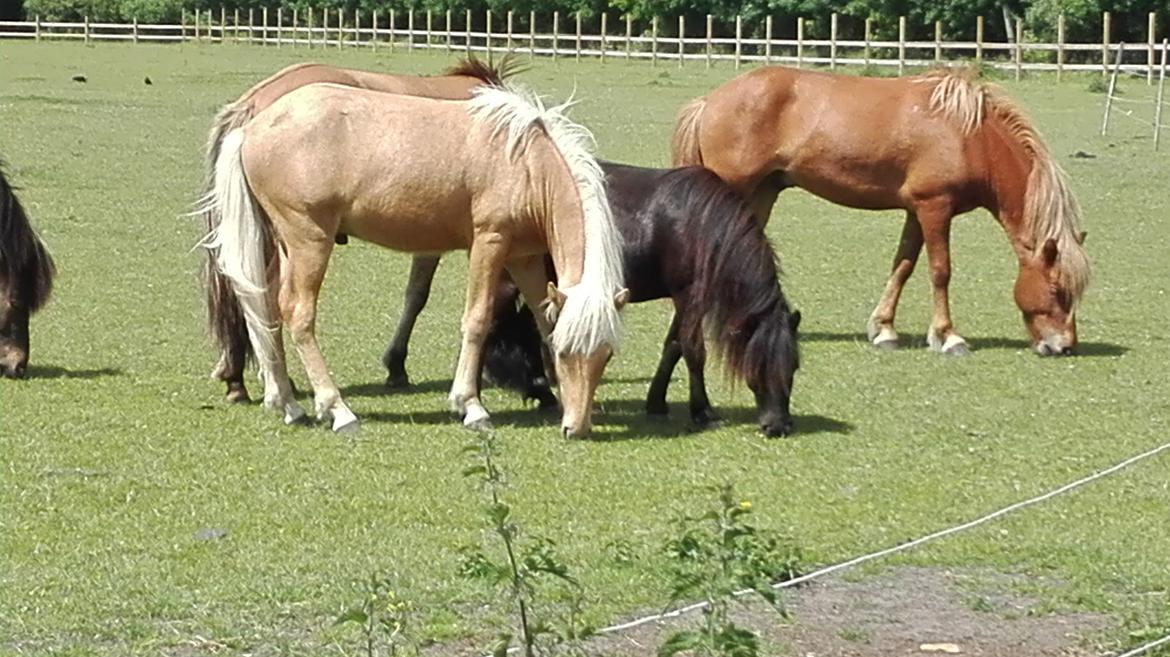 Anden særlig race Avalon billede 15