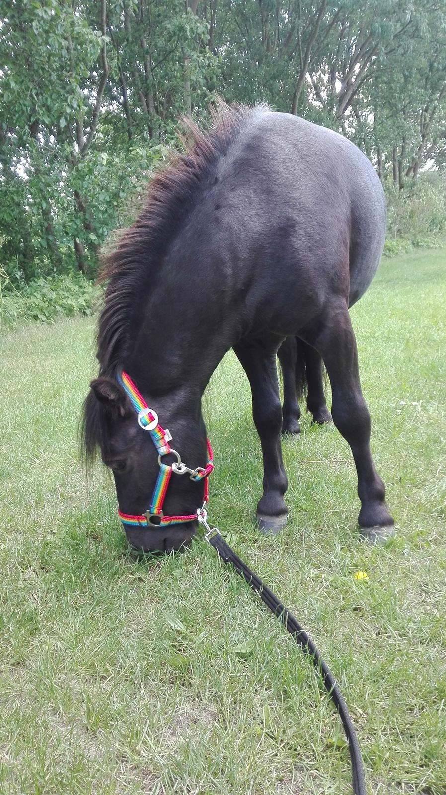 Anden særlig race Avalon billede 10