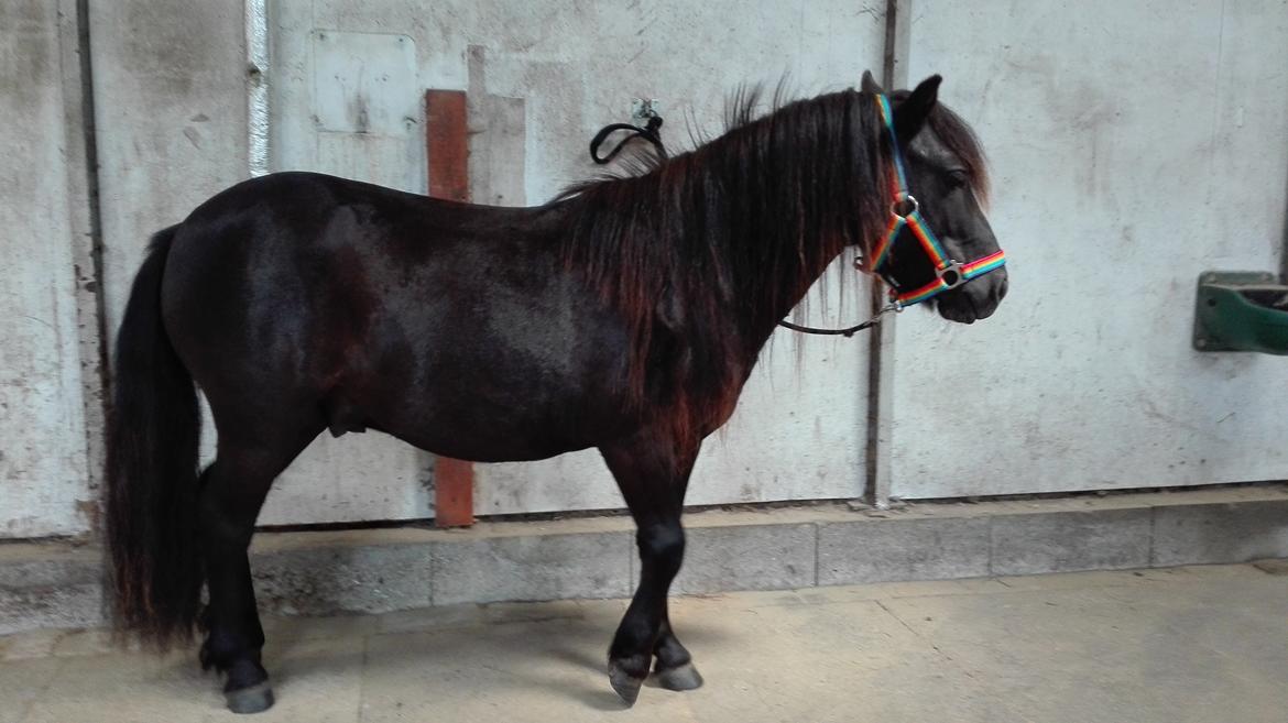 Anden særlig race Avalon billede 7