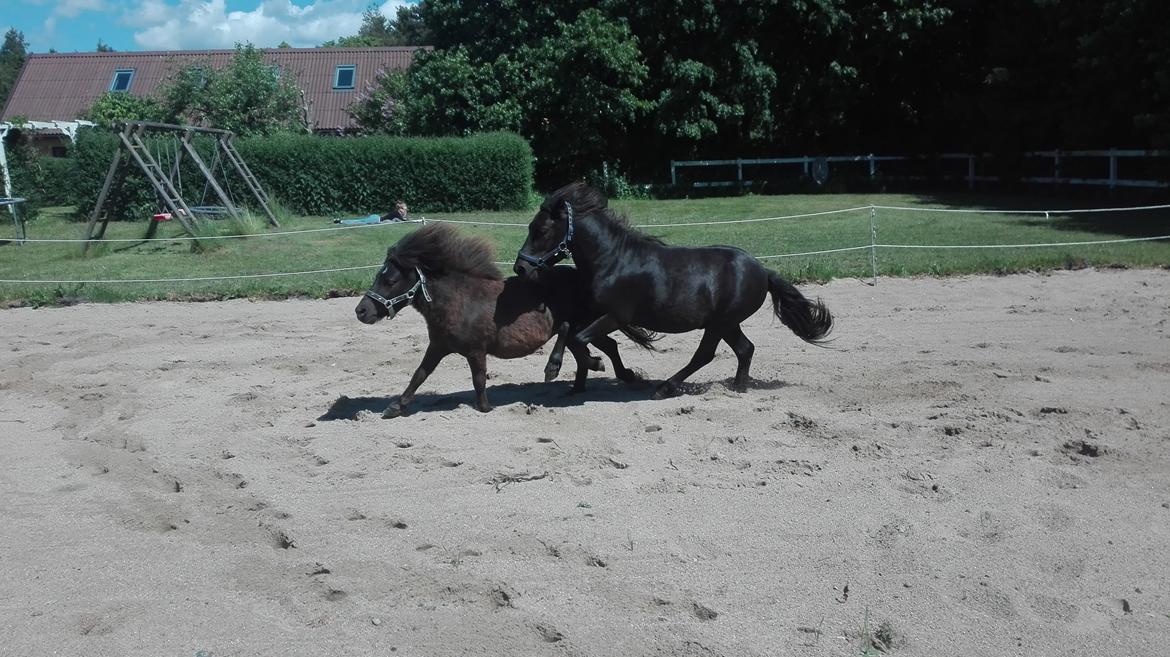 Anden særlig race Avalon billede 18
