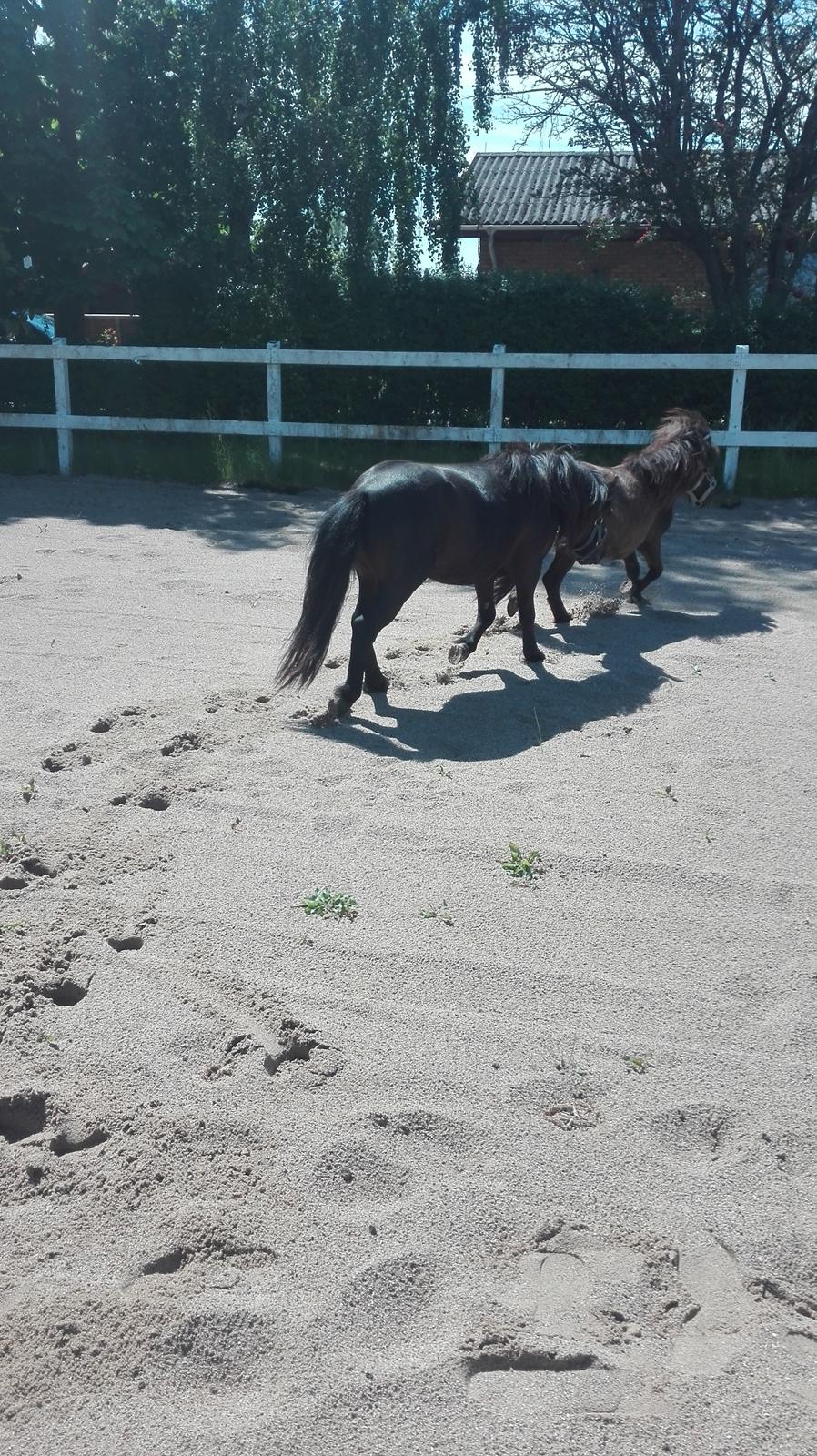 Anden særlig race Avalon billede 16