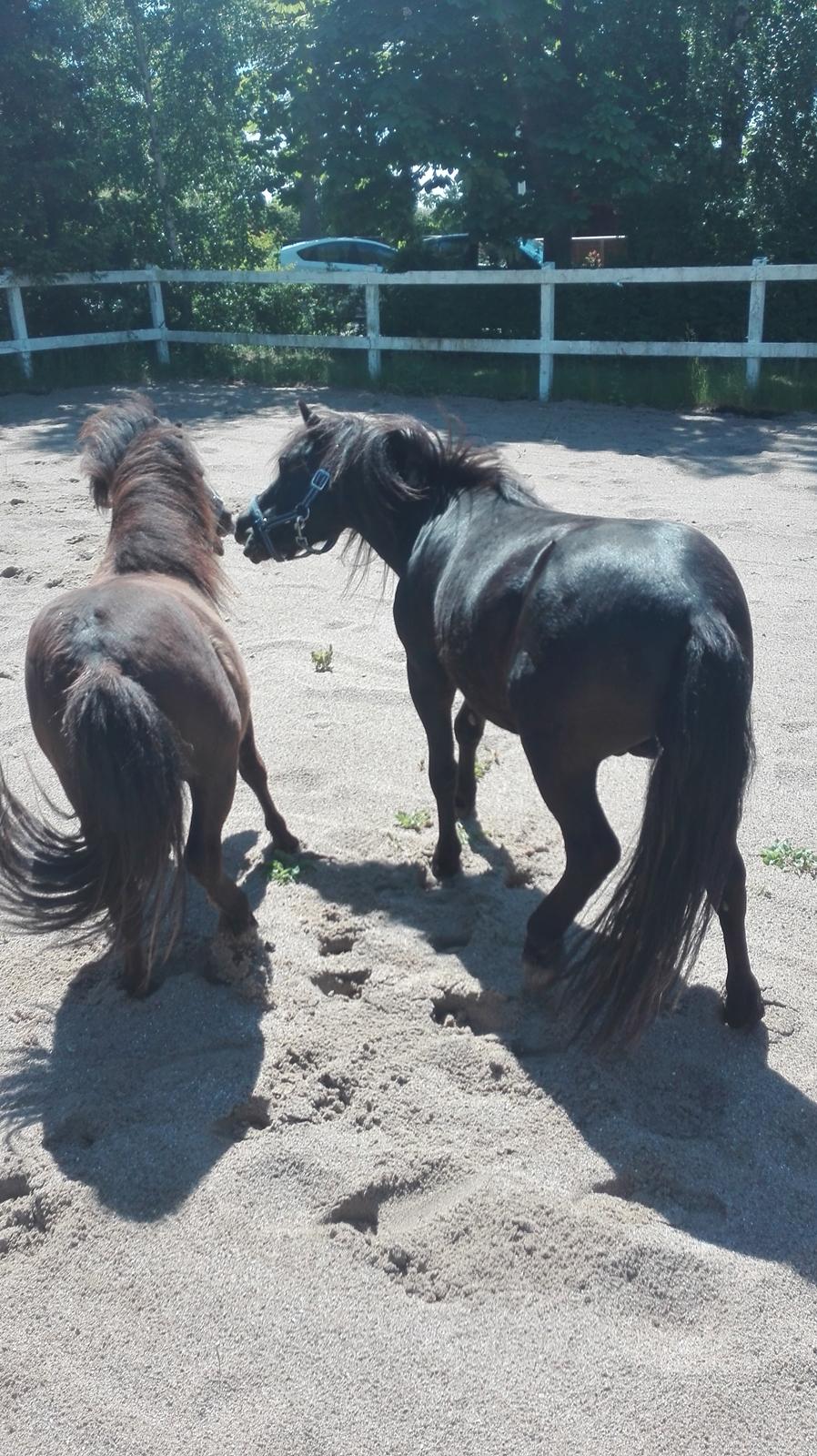 Anden særlig race Avalon billede 17