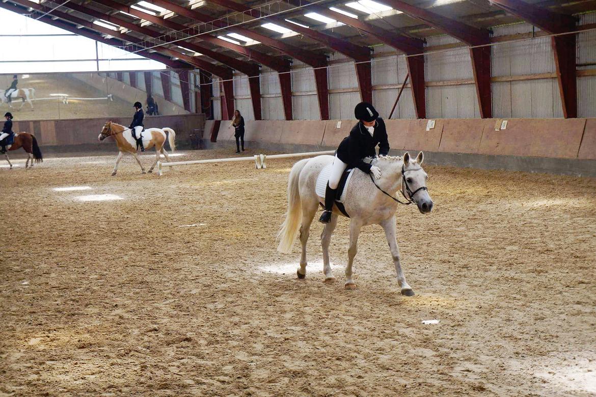 Anden særlig race Amadeus (aka Deuer) billede 5