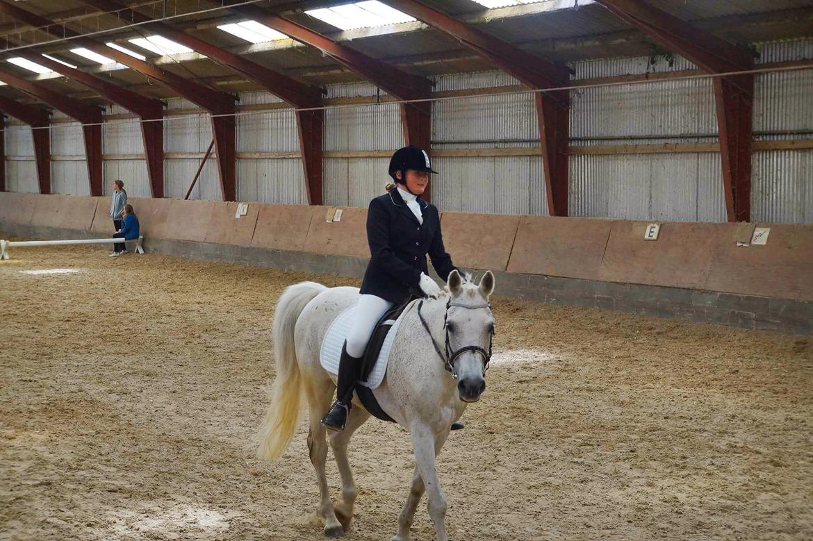 Anden særlig race Amadeus (aka Deuer) billede 13