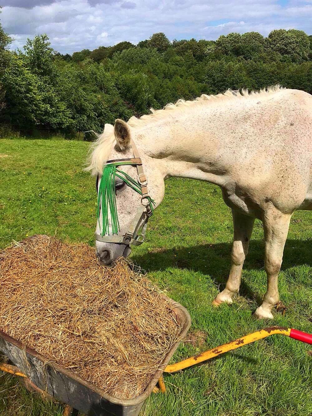 Anden særlig race Amadeus (aka Deuer) billede 12