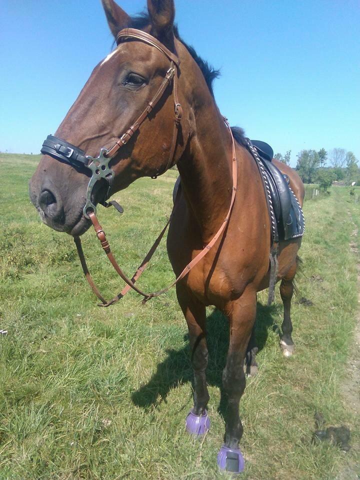 Dansk Varmblod Felicity R.i.p den smukkeste stjerne på himlen billede 8