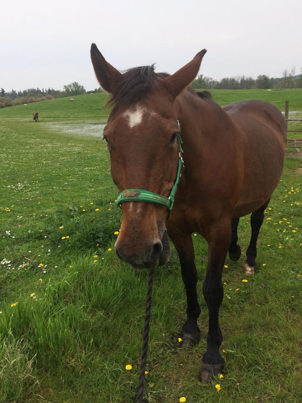 Dansk Varmblod Felicity R.i.p den smukkeste stjerne på himlen billede 14