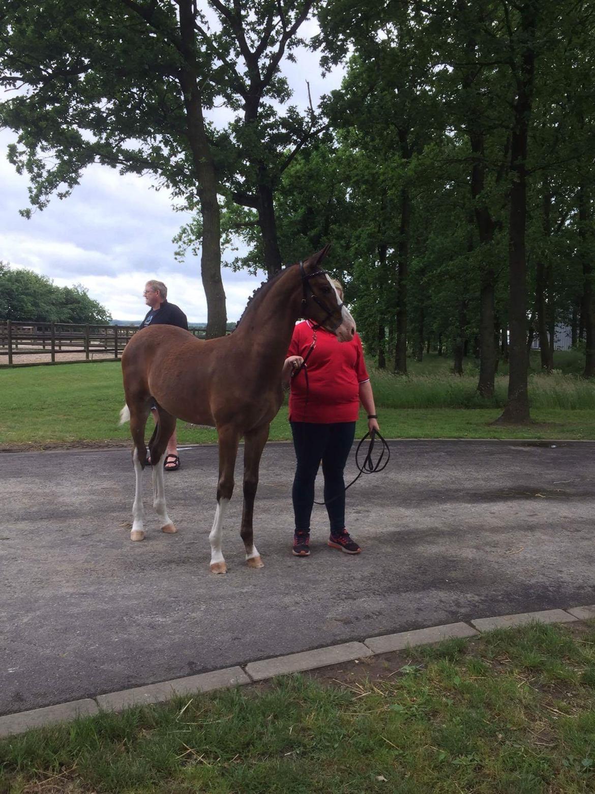 Dansk Varmblod Rosenlunds St Gloriana billede 4