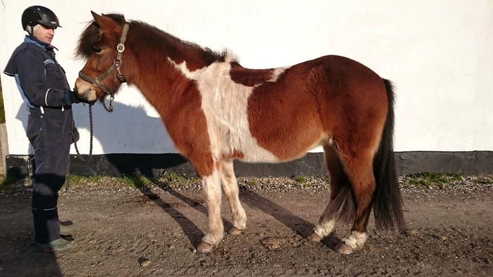 Islænder Kría fra Moselundgård billede 11