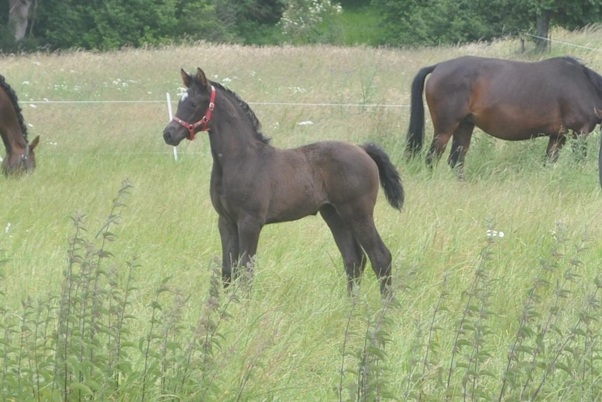 Dansk Varmblod | Holm's D' Lamour billede 14