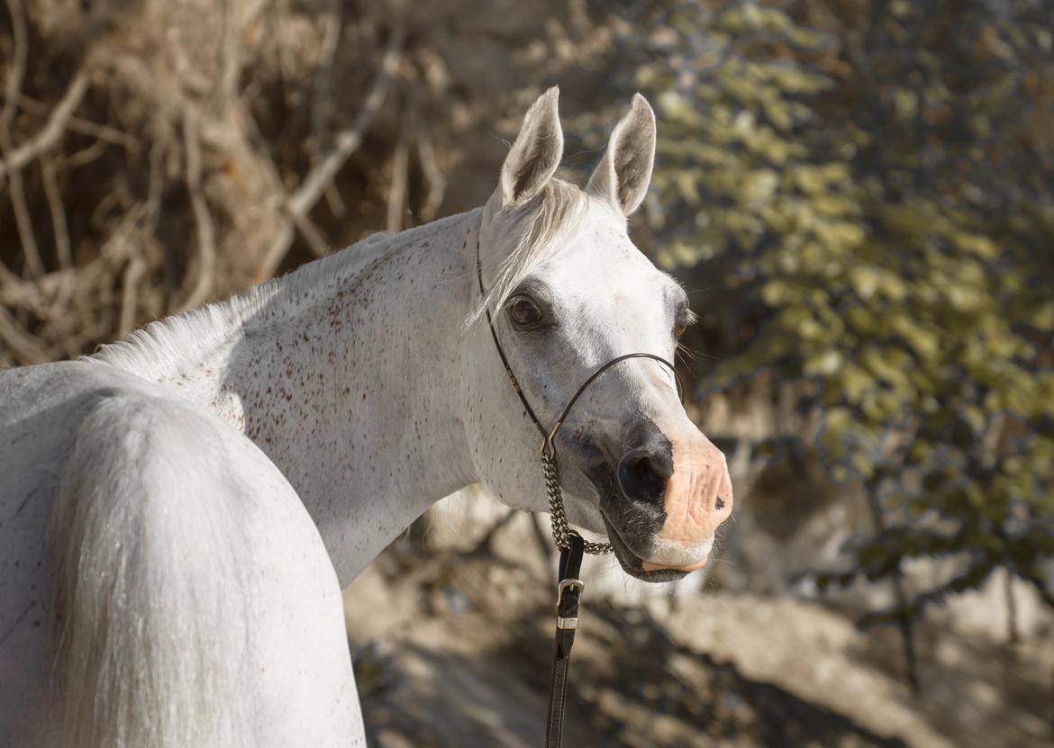 Arabisk fuldblod (OX) Ho-Cosmo billede 1