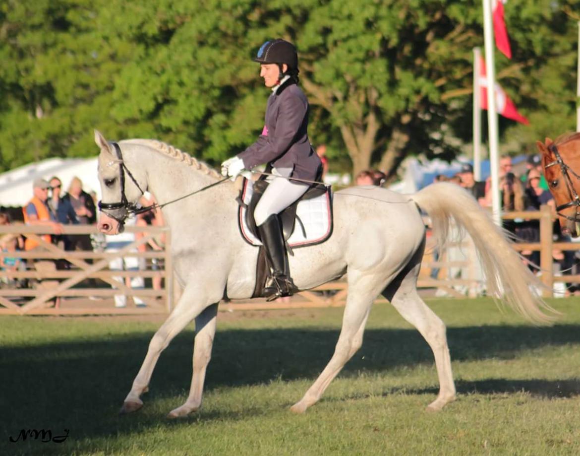 Arabisk fuldblod (OX) Ho-Cosmo billede 45