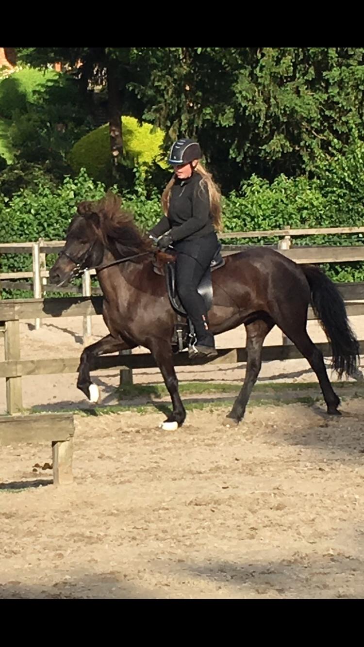 Islænder Kolka  fra Vinkærgård billede 17