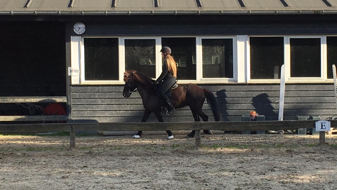 Islænder Kolka  fra Vinkærgård billede 18