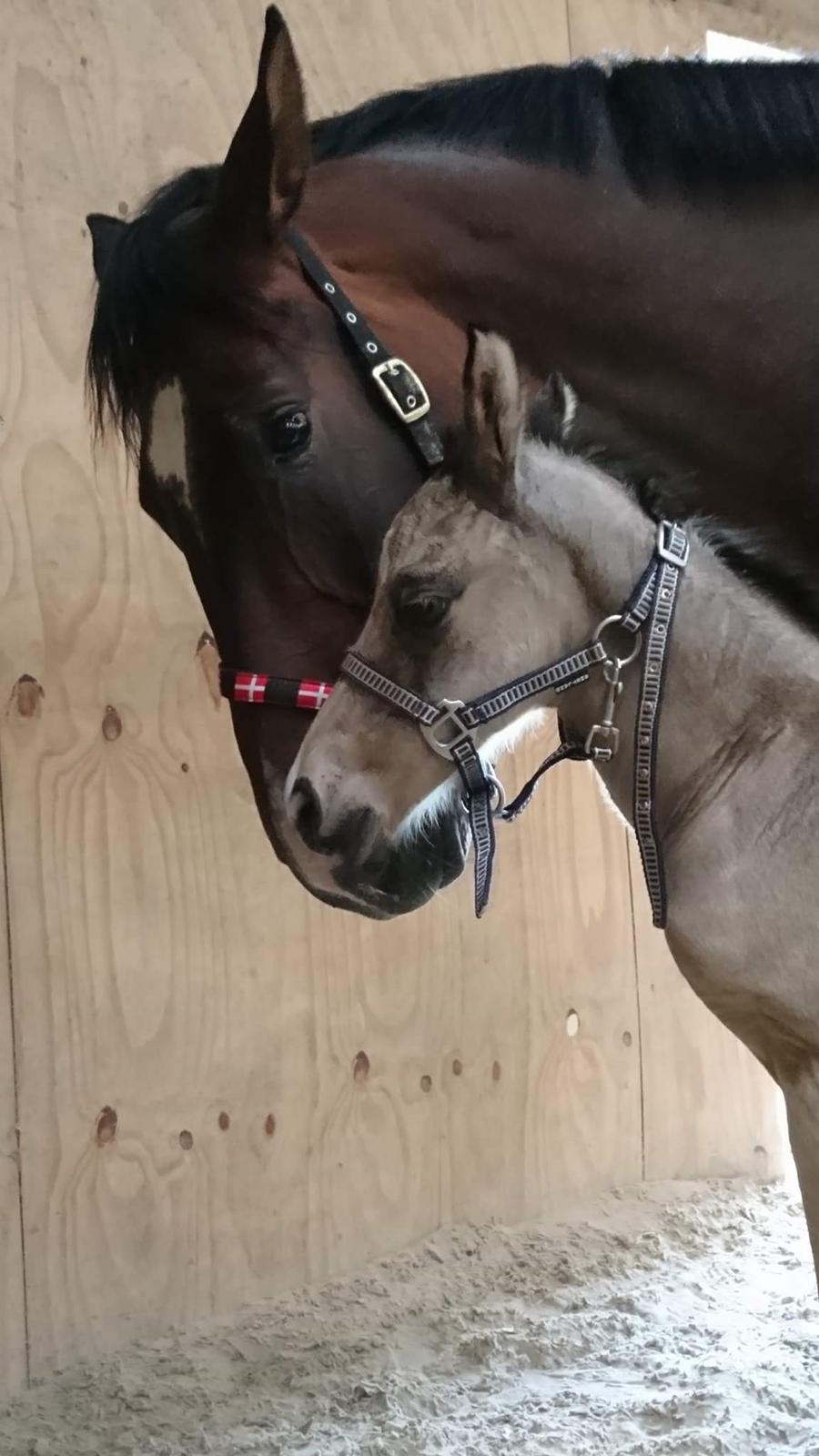 Anden særlig race Rosendal's Qasmir billede 1