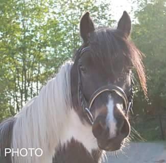 Anden særlig race Fernando billede 1
