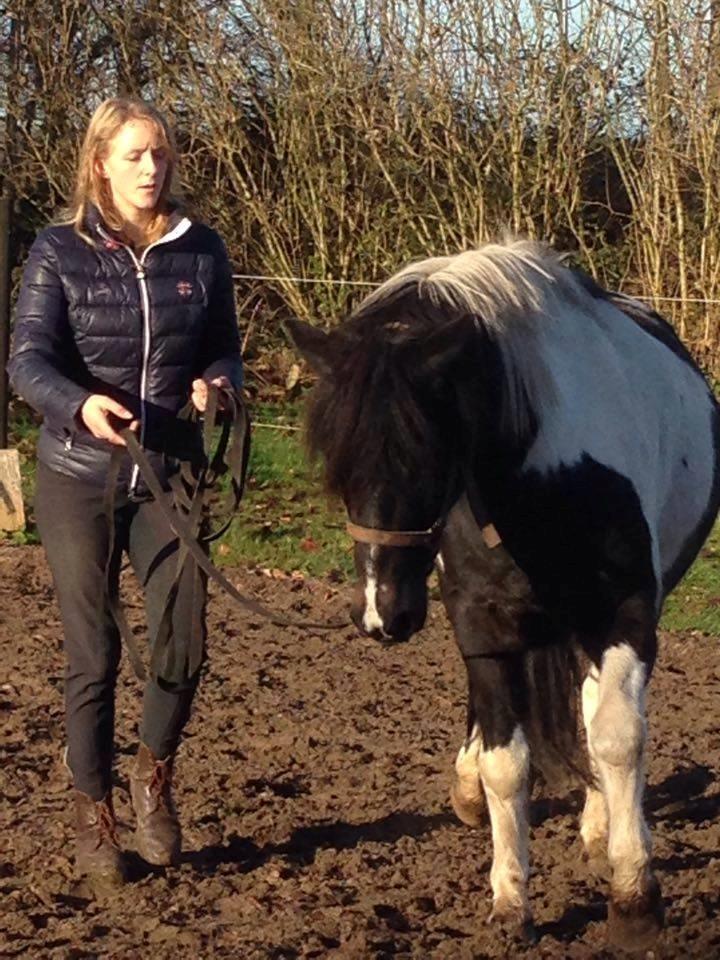 Anden særlig race Fernando billede 2