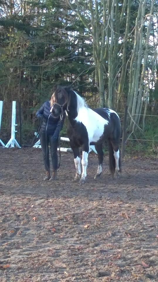 Anden særlig race Fernando billede 3