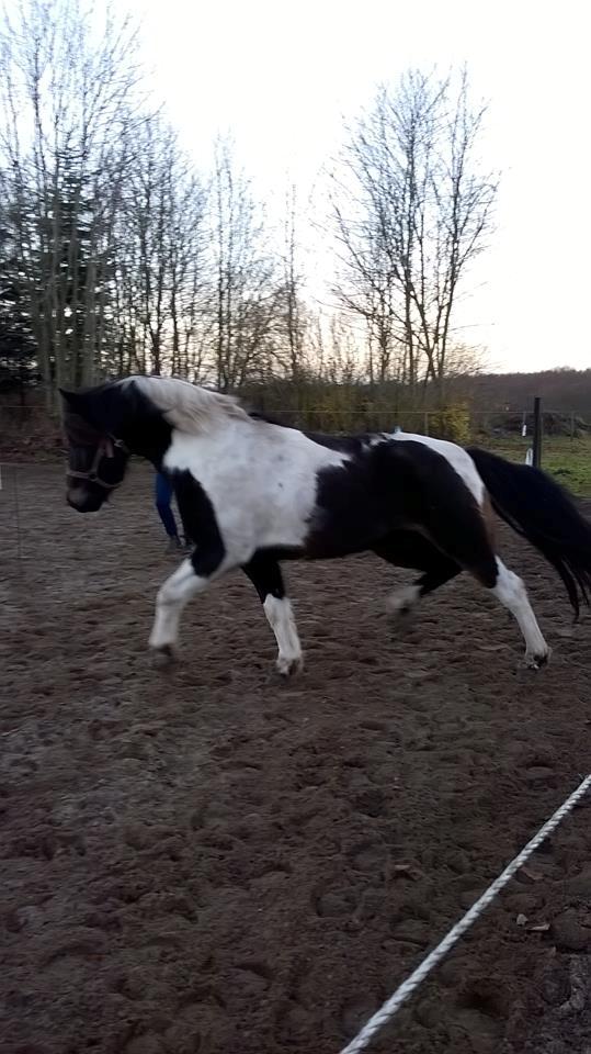 Anden særlig race Fernando - trave det kan han :D billede 5