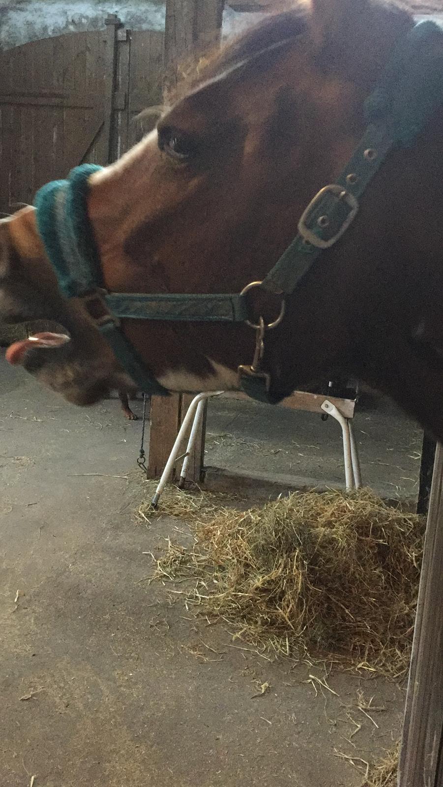 Anden særlig race Johnny Just For fun La cour (jolly) billede 8