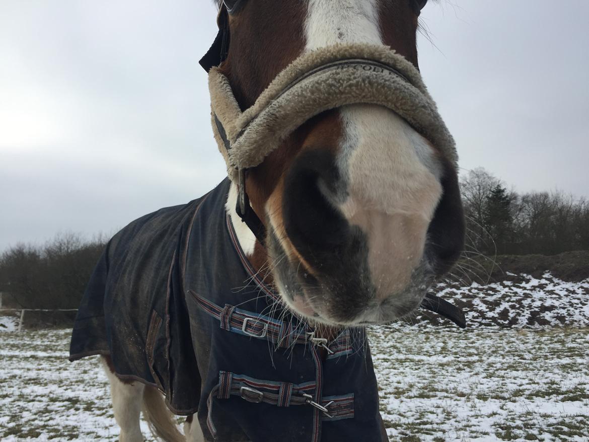 Anden særlig race Johnny Just For fun La cour (jolly) billede 11