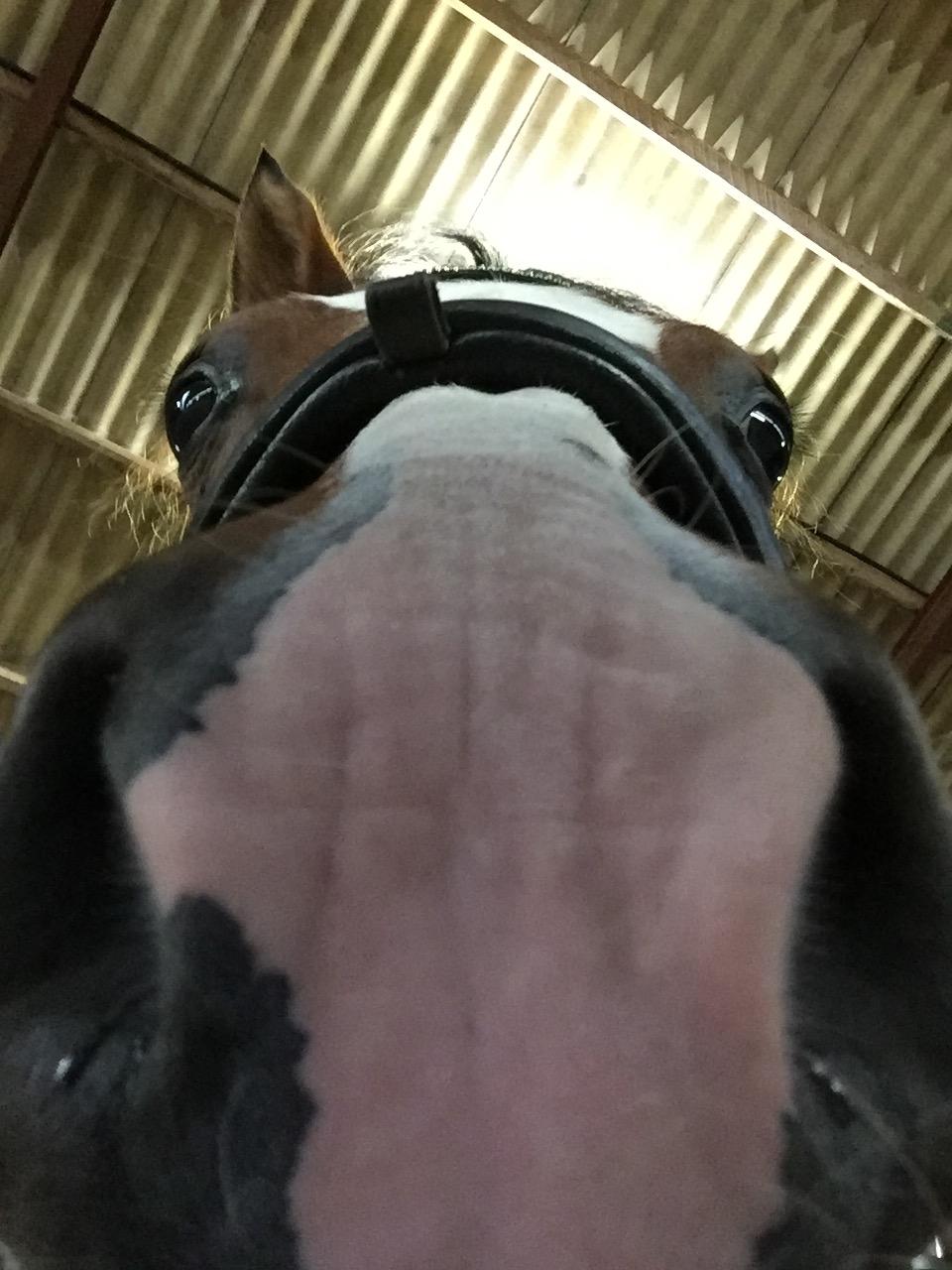 Anden særlig race Johnny Just For fun La cour (jolly) billede 14