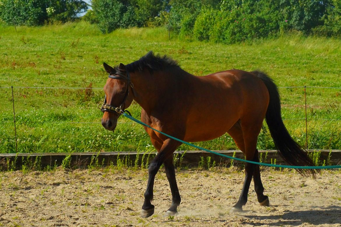 Dansk Varmblod Leticia - juni 2017 billede 10