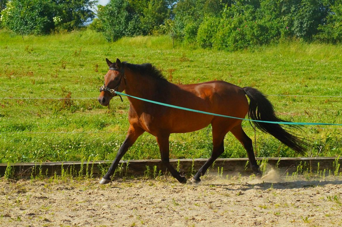 Dansk Varmblod Leticia - juni 2017 billede 11
