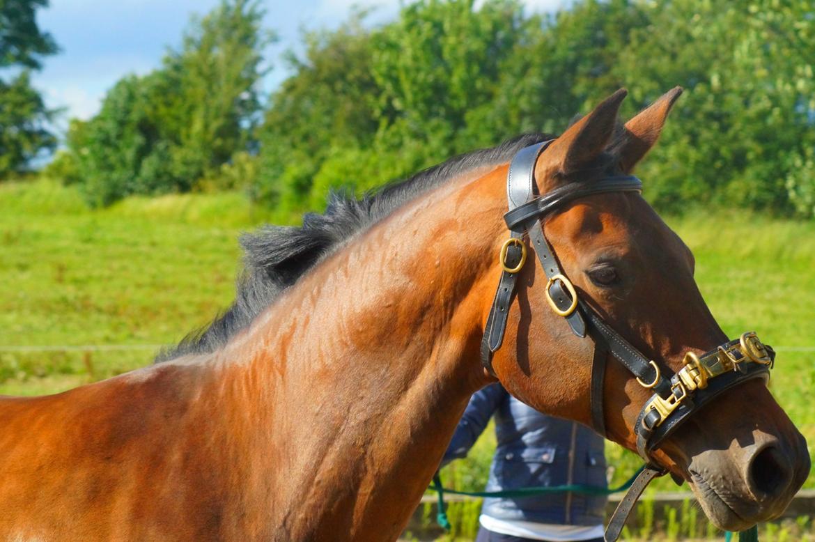 Dansk Varmblod Leticia - juni 2017 billede 6