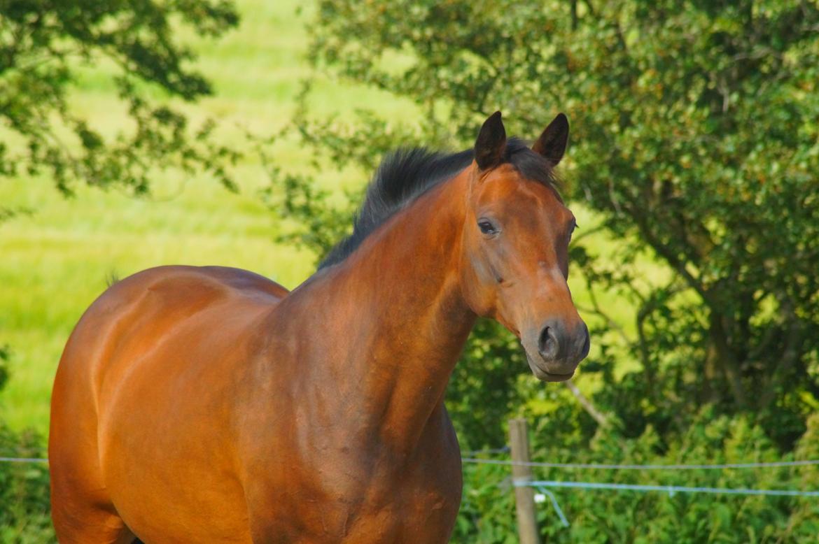 Dansk Varmblod Leticia - juni 2017 billede 13