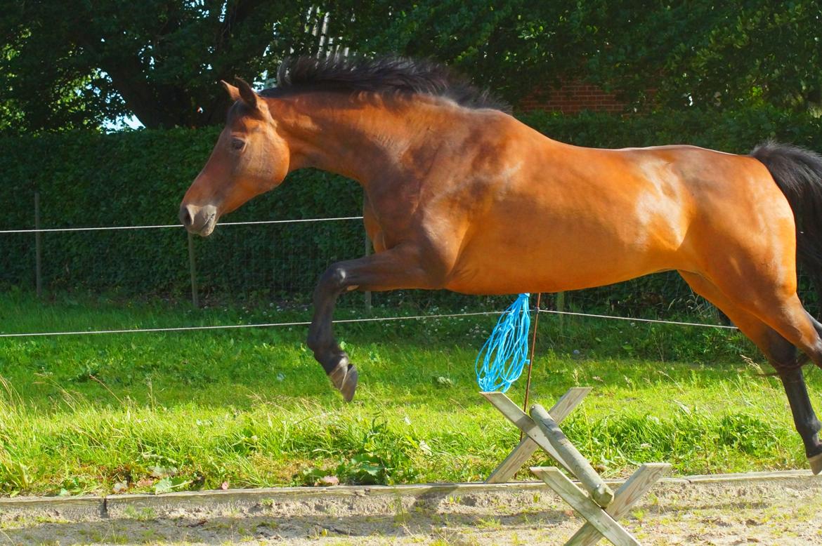 Dansk Varmblod Leticia - juni 2017 billede 12