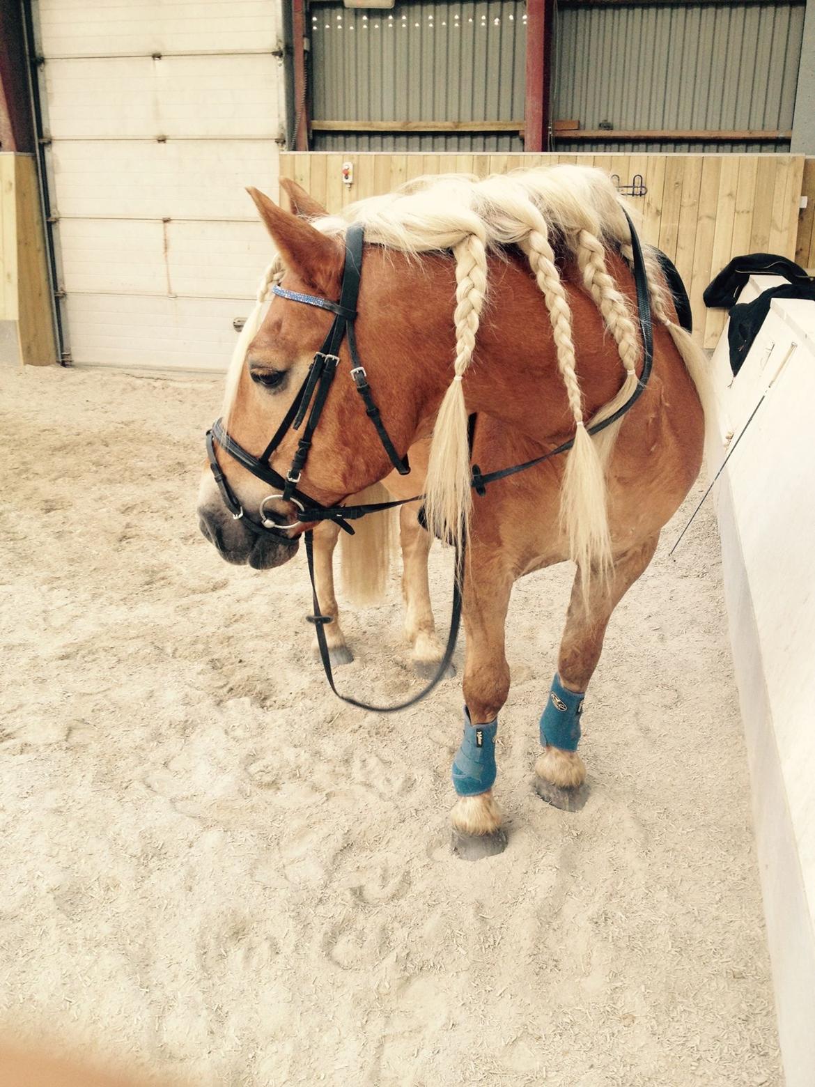 Haflinger Straus <3 hvil i fred ;( billede 19