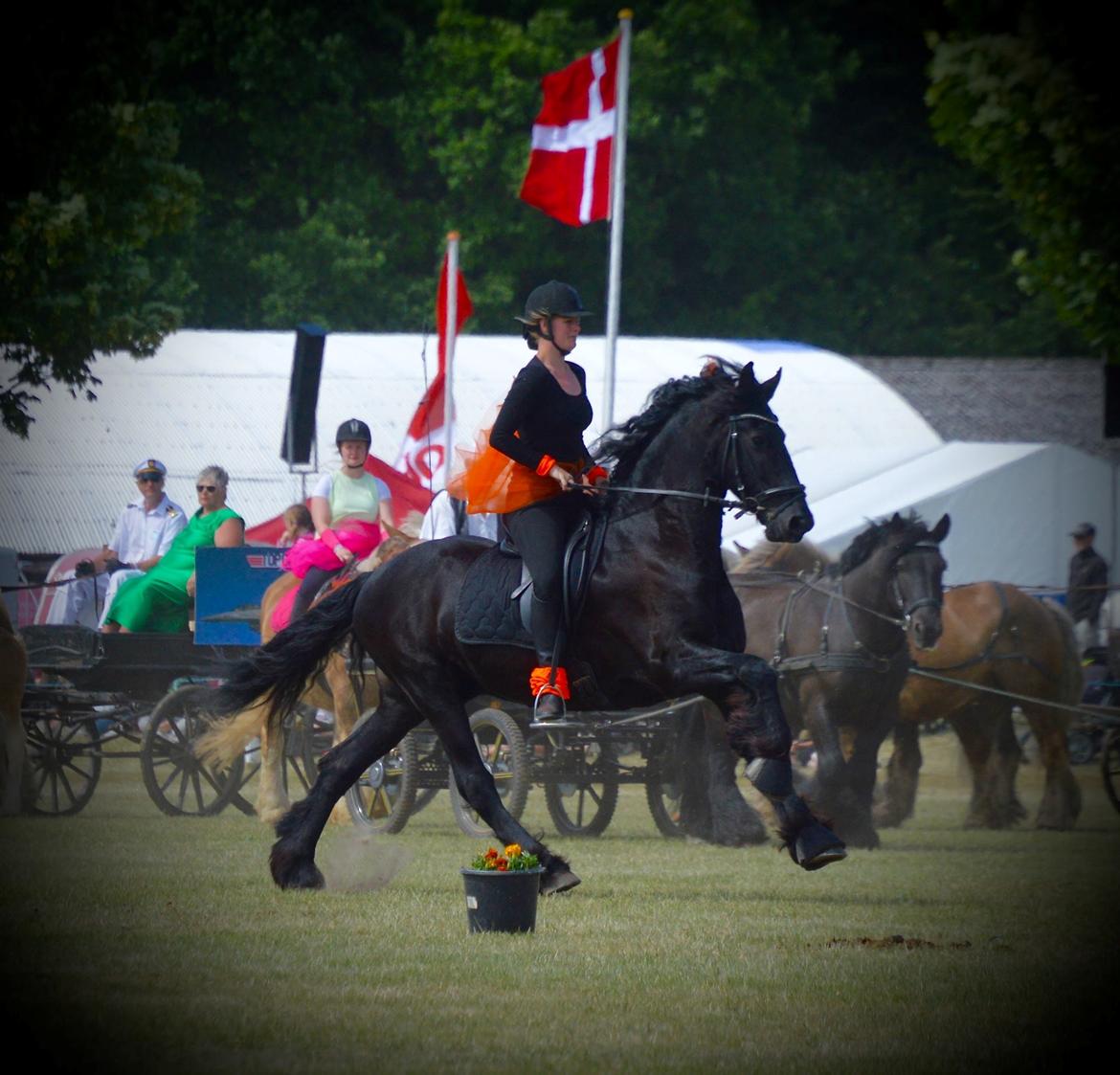 Frieser Jan B. (Himmelhest) billede 2