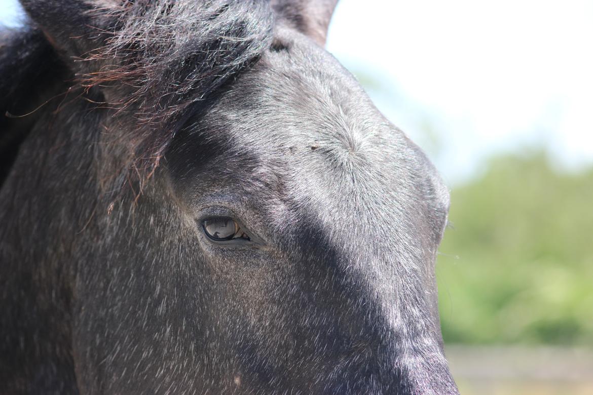 Oldenborg Cher de frei M.A.T.C.H - Juni 2017 billede 13