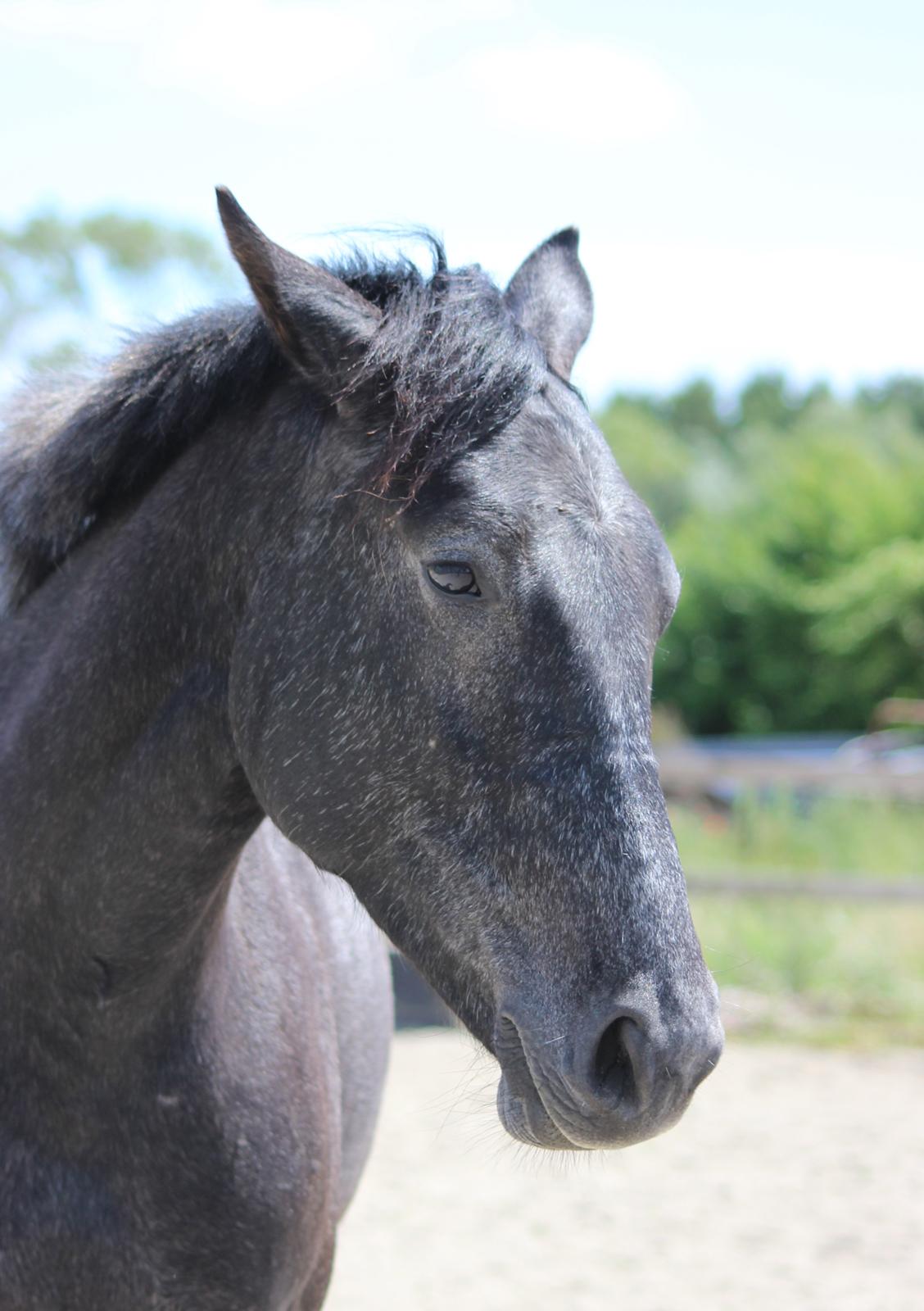 Oldenborg Cher de frei M.A.T.C.H - Juni 2017 billede 19