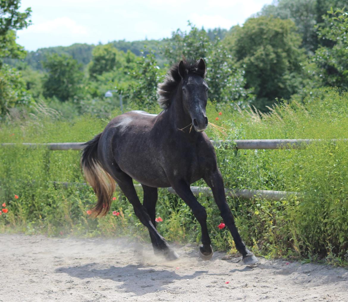 Oldenborg Cher de frei M.A.T.C.H - Juni 2017 billede 8