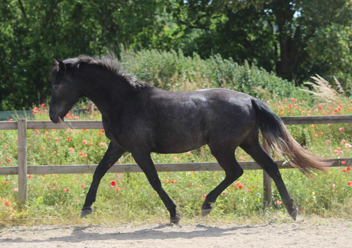 Oldenborg Cher de frei M.A.T.C.H - Juni 2017 billede 15